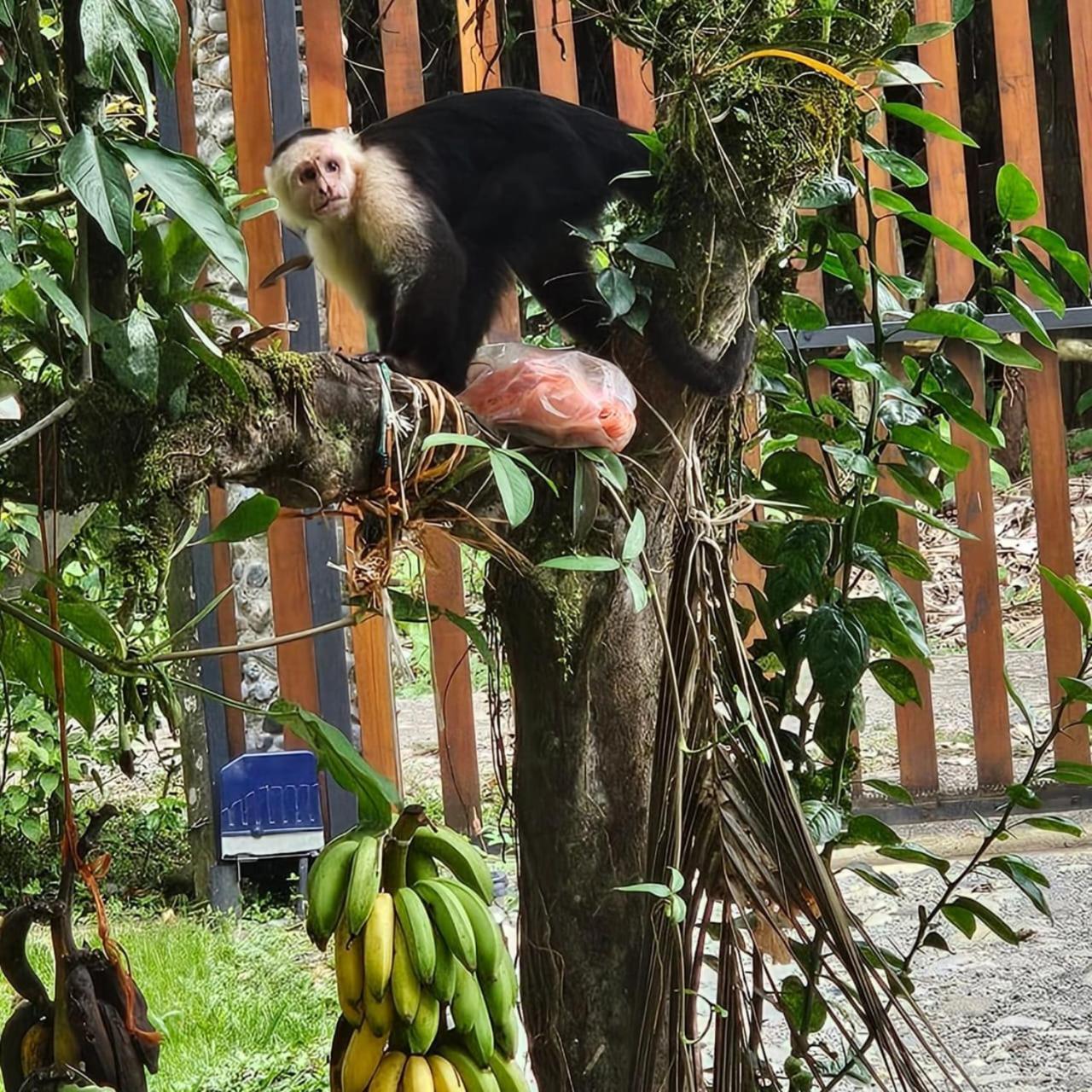 Vila U Sule Cahuita Exteriér fotografie