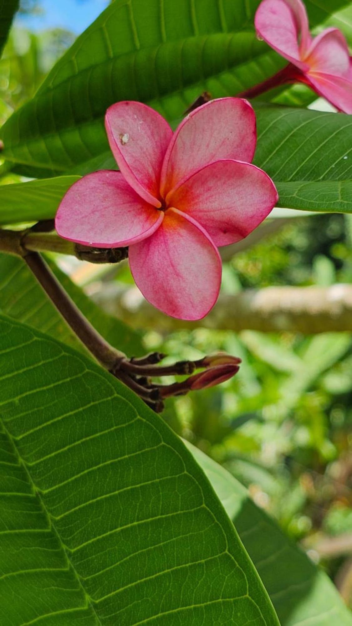 Vila U Sule Cahuita Exteriér fotografie
