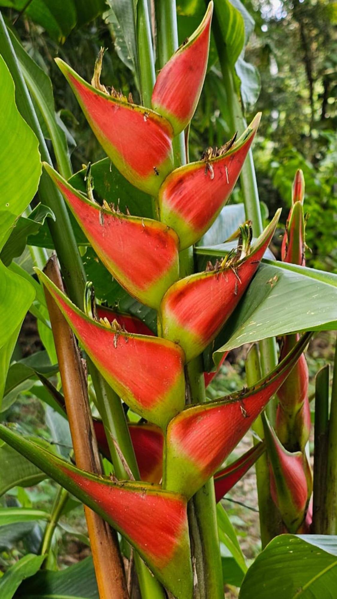 Vila U Sule Cahuita Exteriér fotografie