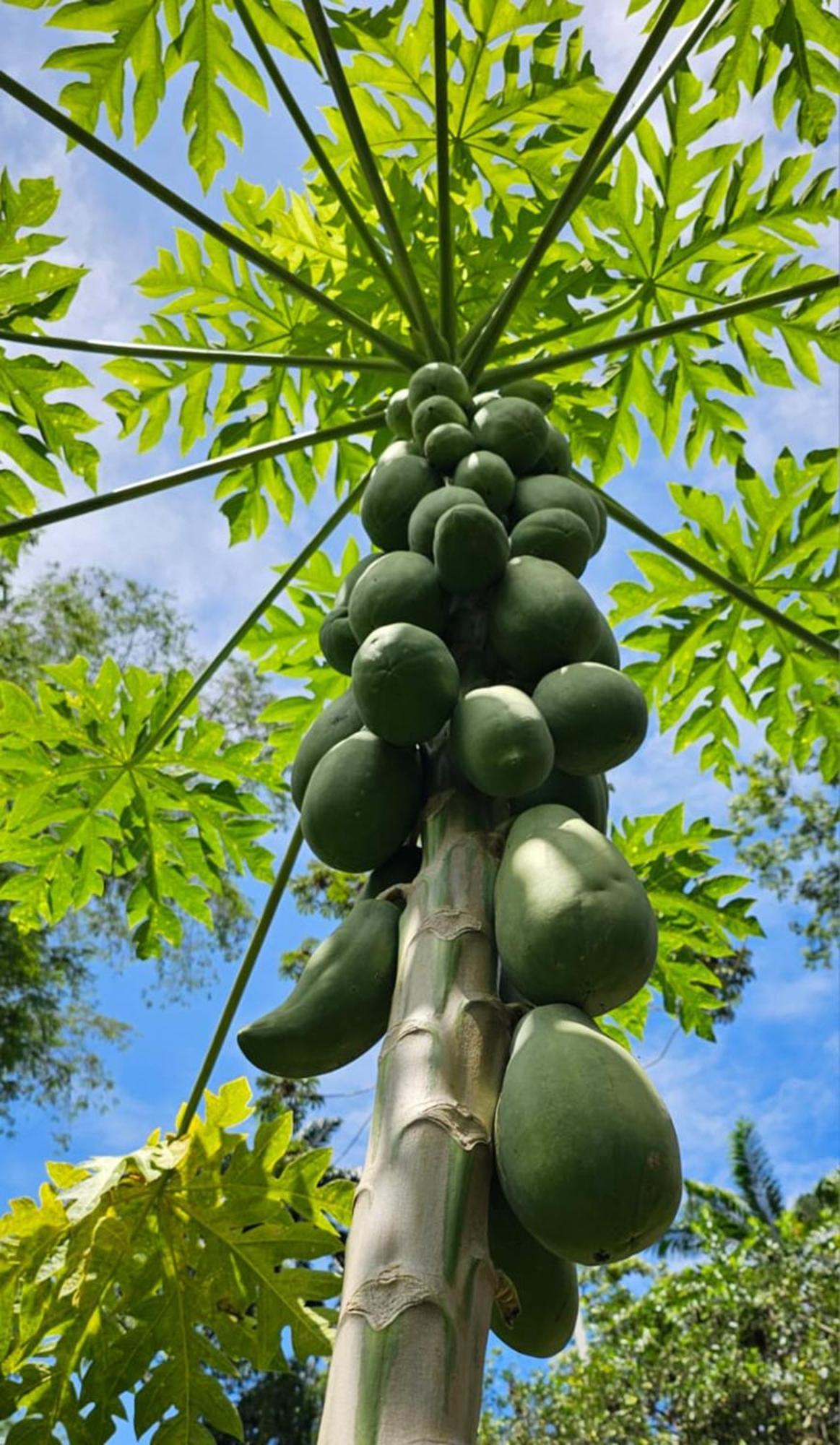 Vila U Sule Cahuita Exteriér fotografie
