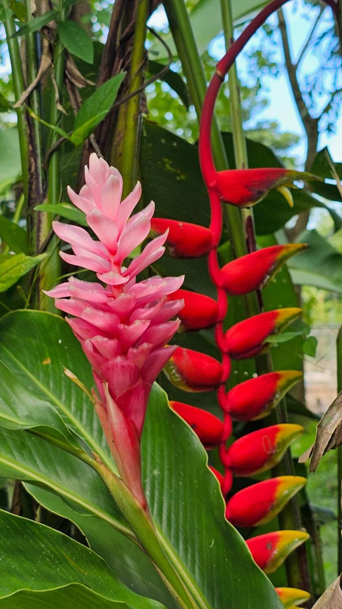 Vila U Sule Cahuita Exteriér fotografie
