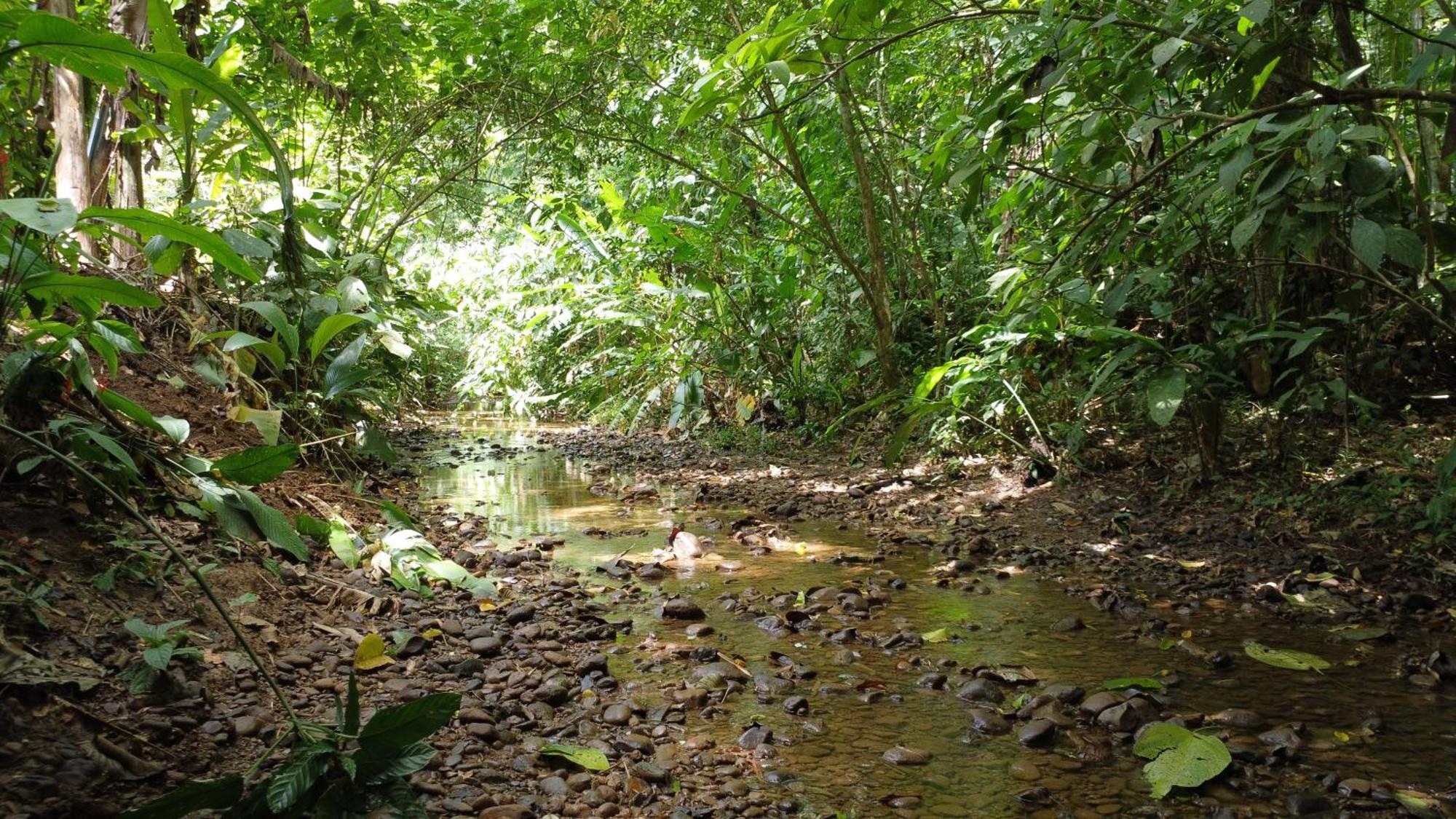 Vila U Sule Cahuita Exteriér fotografie