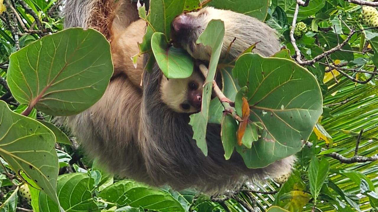 Vila U Sule Cahuita Exteriér fotografie
