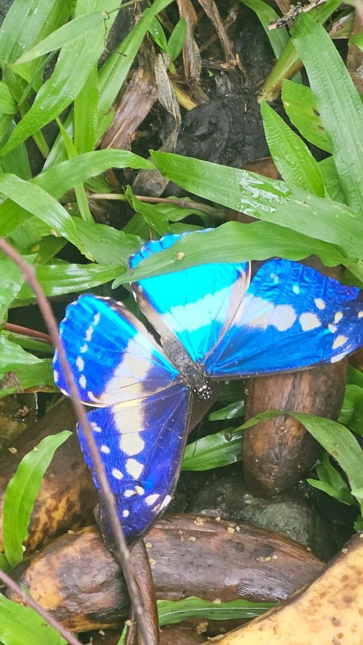 Vila U Sule Cahuita Exteriér fotografie