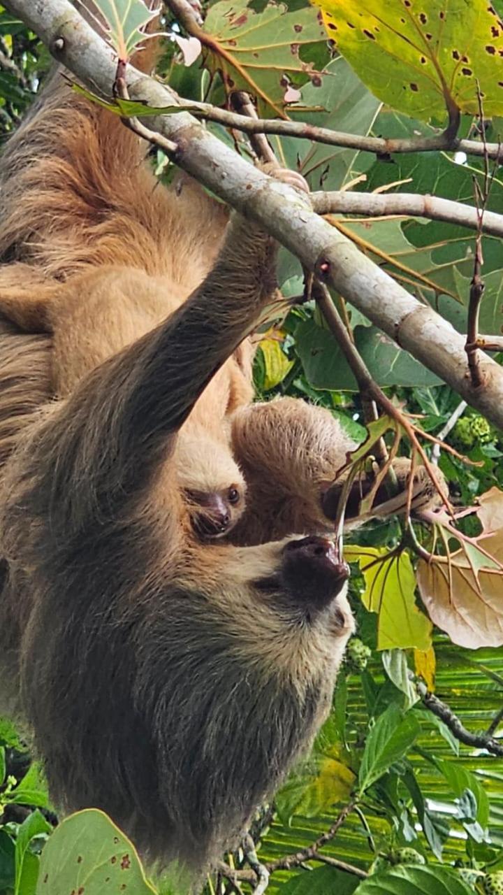 Vila U Sule Cahuita Exteriér fotografie